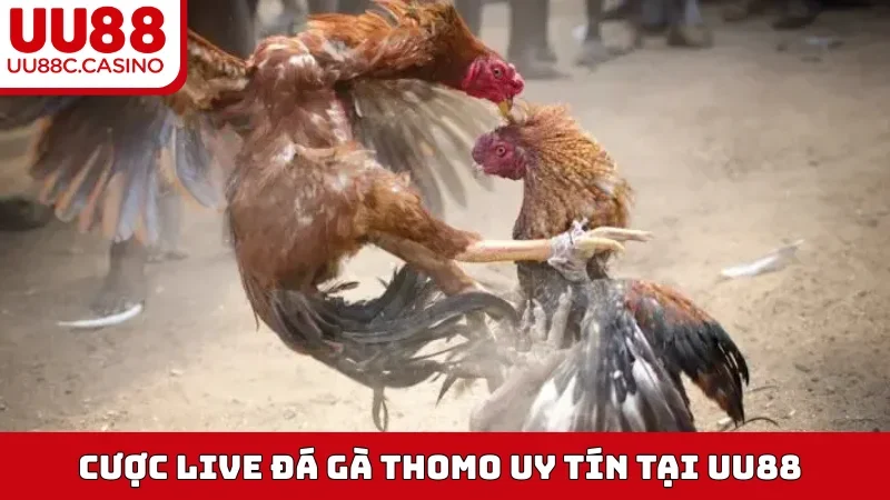 Cược live Đá Gà Thomo uy tín tại UU88