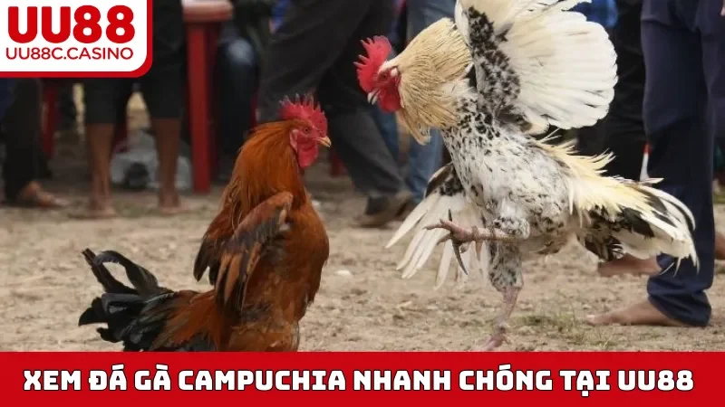 Xem Đá Gà Campuchia nhanh chóng tại UU88